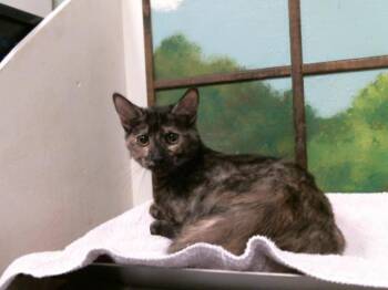 AZURA -  Domestic Short Hair Cat for Adoption in Houston, Texas - AZURA | PetCurious