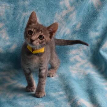 Freddy -  Domestic Short Hair Cat for Adoption in Eureka, California - Freddy | PetCurious