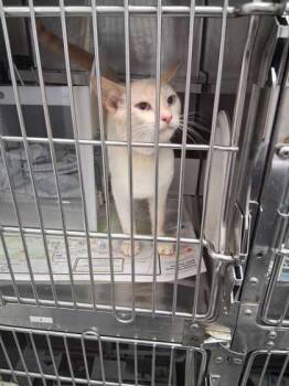 Icee -  Domestic Short Hair Cat for Adoption in Sevierville, Tennessee - Icee | PetCurious