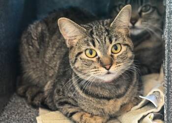 Domestic Short Hair Cats Available for Adoption in Colorado Springs, Colorado - RUBY | PetCurious