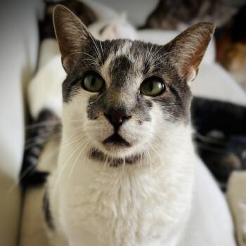 Domestic Short Hair Cats Available for Adoption in Buffalo, New York - Patrick | PetCurious