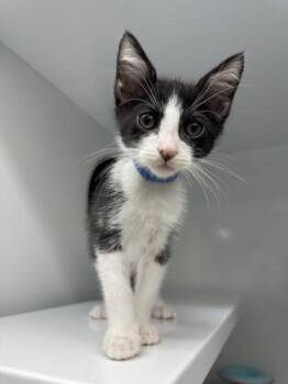 Lon Chaney -  Domestic Short Hair Cat for Adoption in Roseville, California - Lon Chaney | PetCurious