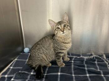 Nilla -  Domestic Short Hair Cat for Adoption in Wantagh, New York - Nilla | PetCurious