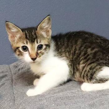 Bolle -  Domestic Short Hair Cat for Adoption in Lakeland, Florida - Bolle | PetCurious