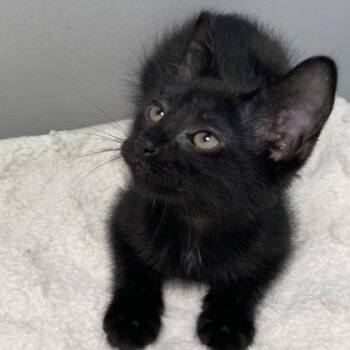 Uzi -  Domestic Short Hair Cat for Adoption in Janesville, Wisconsin - Uzi | PetCurious