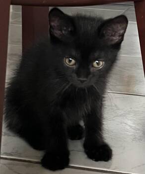 Rescue Domestic Medium Hair Cats for Adoption in Mississauga, Ontario - Dragonfly | PetCurious