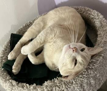 Darwin -  Domestic Short Hair Cat for Adoption in Dublin, Ohio - Darwin | PetCurious