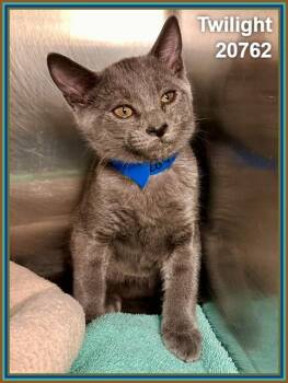 TWILIGHT (see also DUSK and SHADOW) -  Domestic Short Hair Cat for Adoption in Marietta, Georgia - TWILIGHT (see Also DUSK And SHADOW) | PetCurious