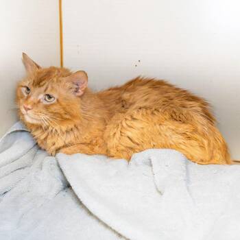 Earl -  Domestic Short Hair Cat for Adoption in South Elgin, Illinois - Earl | PetCurious