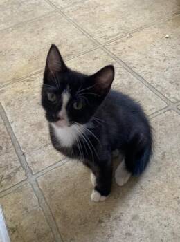 Raven -  Domestic Short Hair Cat for Adoption in Cumming, Georgia - Raven | PetCurious