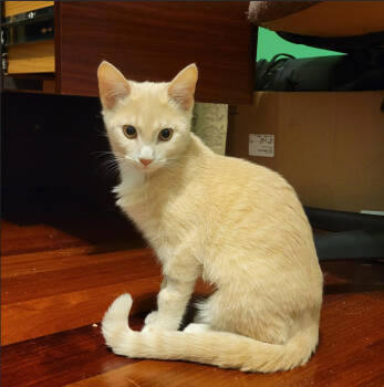 Rescue Domestic Short Hair Cats for Adoption in Alexandria, Virginia - Nova - KITTEN In Foster | PetCurious