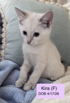 Kira -  Domestic Short Hair and Siamese Cat for Adoption in Vacaville, California - Kira | PetCurious