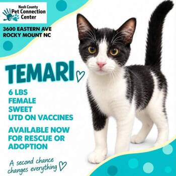 TEMARI  Available NOW - ADOPTION or RESCUE! -  Domestic Short Hair Cat for Adoption in Nashville, North Carolina - TEMARI  Available NOW - ADOPTION Or RESCUE! | PetCurious