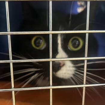 American Shorthair Cats Available for Adoption in Winston-salem, North Carolina - Lilly | PetCurious