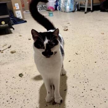 Domestic Medium Hair Cats Available for Adoption - Rory | PetCurious