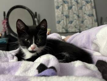 Newt -  Domestic Short Hair Cat for Adoption in Salisbury, Massachusetts - Newt | PetCurious