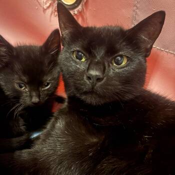 Domestic Short Hair Cats Available for Adoption in Little Mountain, South Carolina - Honky Cat | PetCurious