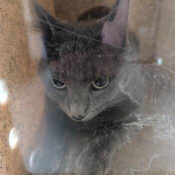 Meesh -  Domestic Short Hair Cat for Adoption in Charlottesville, Virginia - Meesh | PetCurious