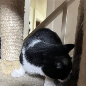 Domestic Short Hair Cats Available for Adoption in Ringtown, Pennsylvania - Roxy | PetCurious