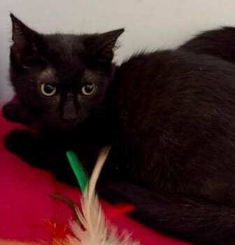 Watermelon -  Domestic Short Hair Cat for Adoption in Andover, Minnesota - Watermelon | PetCurious