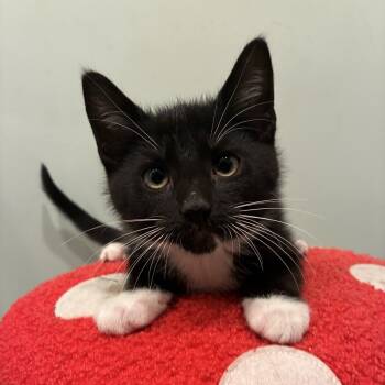 Rescue Domestic Short Hair Cats for Adoption in Westminster, California - Pan Dulce | PetCurious