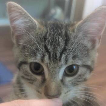 Widget -  Domestic Short Hair Cat for Adoption in Baltimore, Maryland - Widget | PetCurious