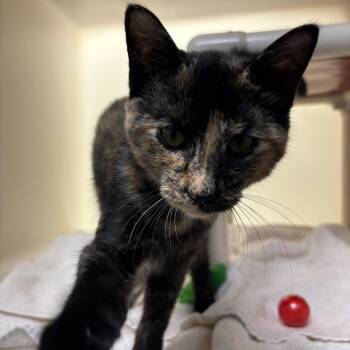 Gardenia -  Domestic Short Hair Cat for Adoption in Harrisonburg, Virginia - Gardenia | PetCurious