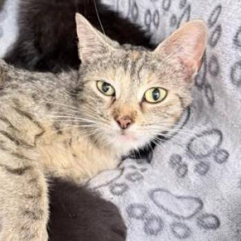 Rescue Domestic Short Hair Cats for Adoption in Philadelphia, Pennsylvania - Cookie | PetCurious