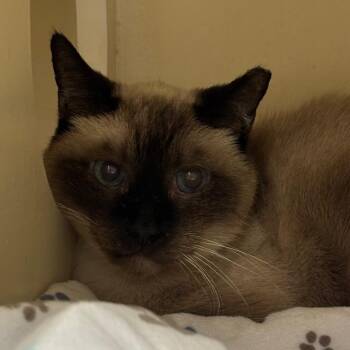 Domestic Short Hair Cats Available for Adoption in Yuma, Arizona - Bruce | PetCurious