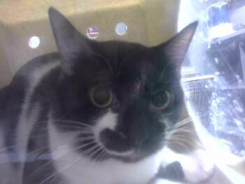COREY -  Domestic Short Hair Cat for Adoption in Tallahassee, Florida - COREY | PetCurious