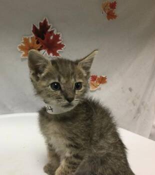 FUNYUN -  Domestic Short Hair Cat for Adoption in Riverside, California - FUNYUN | PetCurious