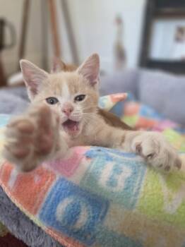 Tavi -  Domestic Short Hair Cat for Adoption in Meriden, Connecticut - Tavi | PetCurious