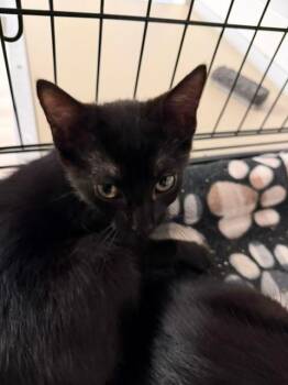 43-Craft -  Domestic Short Hair Cat for Adoption in Windsor, Connecticut - 43-Craft | PetCurious