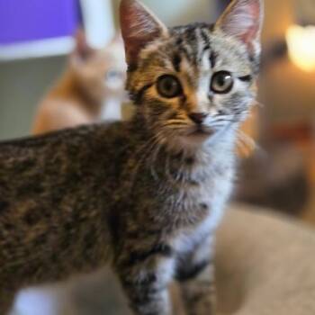 June -  Domestic Short Hair Cat for Adoption in Grand Rapids, Minnesota - June | PetCurious