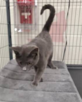 Rescue Domestic Short Hair Cats for Adoption in Peoria, Illinois - CAMERON | PetCurious