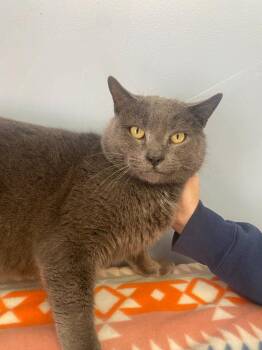 Domestic Short Hair Cats Available for Adoption - Herb | PetCurious