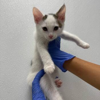 Brown Cow (No Collar) -  Domestic Short Hair Cat for Adoption in Sunnyvale, California - Brown Cow (No Collar) | PetCurious