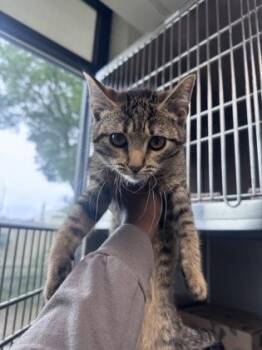 Domestic Short Hair Cats Available for Adoption in West Chester, Pennsylvania - Mohammed | PetCurious