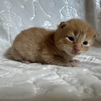 Rescue Domestic Short Hair Cats for Adoption in Monroe, Michigan - Cosmo | PetCurious