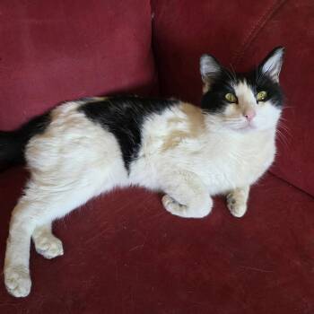 Domestic Short Hair Cats Available for Adoption - Snack Pack | PetCurious