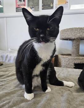 Rescue Domestic Short Hair Cats for Adoption in Huntington Beach, California - Ryder | PetCurious
