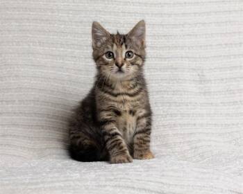 ELLA -  Domestic Medium Hair Cat for Adoption in Ames, Iowa - ELLA | PetCurious