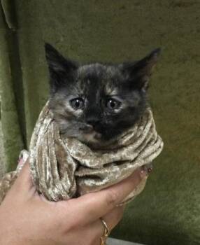 Domestic Medium Hair Cats Available for Adoption in Riverside, California - DAISY | PetCurious