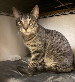 Domestic Short Hair Cats Available for Adoption in Evergreen, Colorado - George | PetCurious