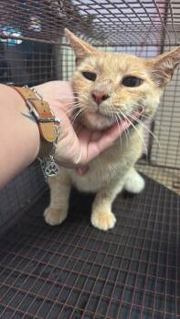 Domestic Short Hair Cats Available for Adoption in New Braunfels, Texas - Poke (Shaggy) | PetCurious