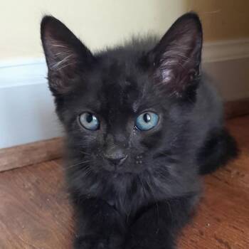 Domestic Short Hair Cats Available for Adoption in Newport News, Virginia - Moyock | PetCurious