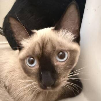 Jax -  Domestic Short Hair Cat for Adoption in Cumming, Georgia - Jax | PetCurious