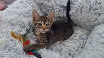 jennipurr -  Domestic Short Hair and Tabby Cat for Adoption in Margate, Florida - Jennipurr | PetCurious