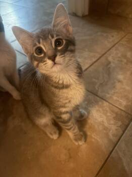 Santiago -  Domestic Short Hair Cat for Adoption in Chandler, Arizona - Santiago | PetCurious