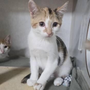 Indigo -  Calico Cat for Adoption in Reeseville, Wisconsin - Indigo | PetCurious